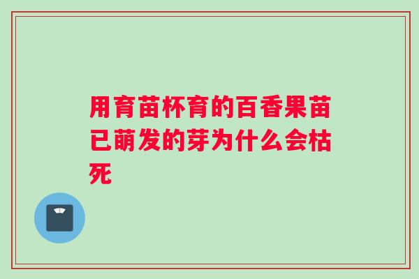 用育苗杯育的百香果苗已萌发的芽为什么会枯死