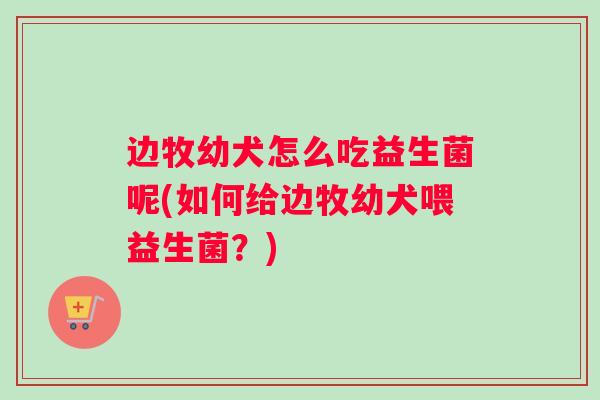 边牧幼犬怎么吃益生菌呢(如何给边牧幼犬喂益生菌?) 边牧幼犬怎么吃益生菌呢(如何给边牧幼犬喂益生菌?)