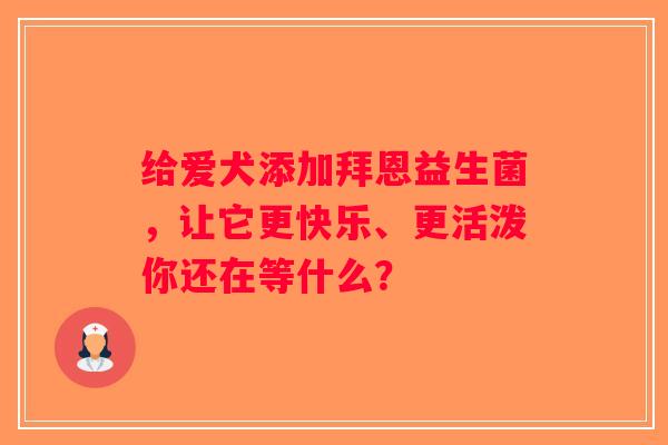 给爱犬添加拜恩益生菌，让它更快乐、更活泼你还在等什么？